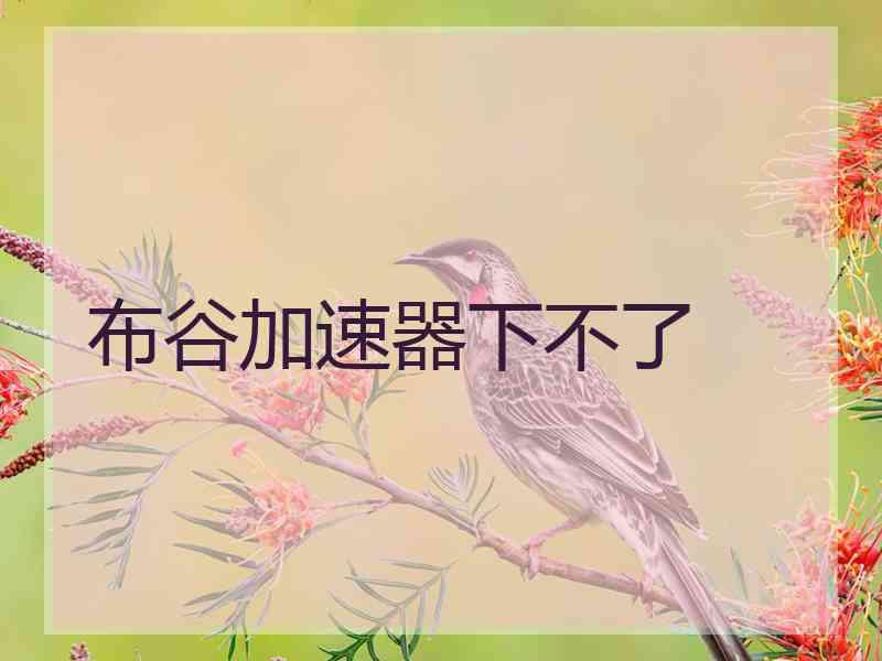 布谷加速器下不了