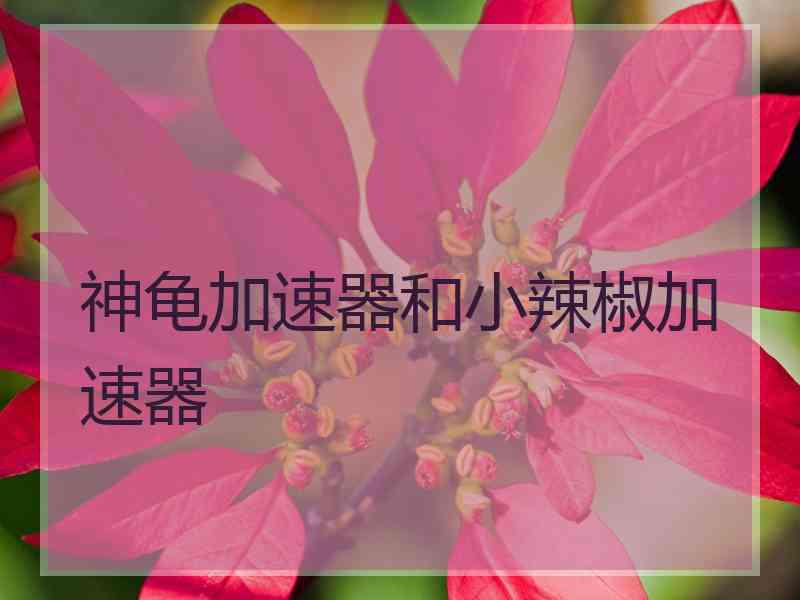 神龟加速器和小辣椒加速器