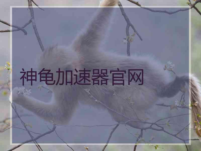 神龟加速器官网