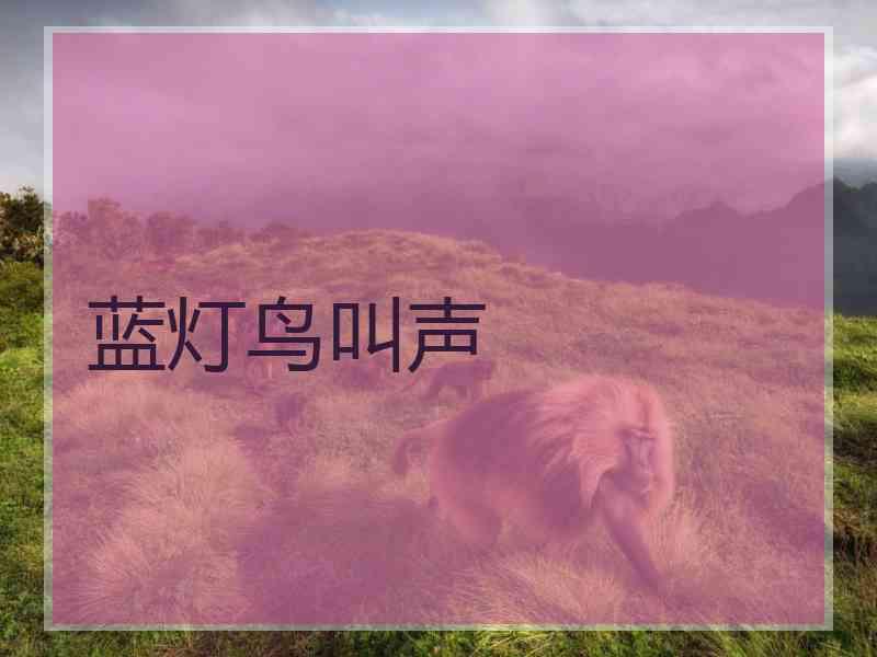 蓝灯鸟叫声